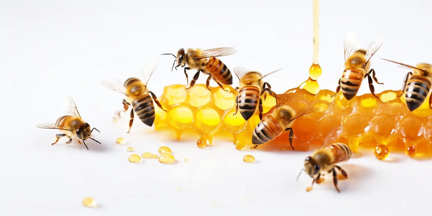 Jak rozpoznać miód akacjowy?